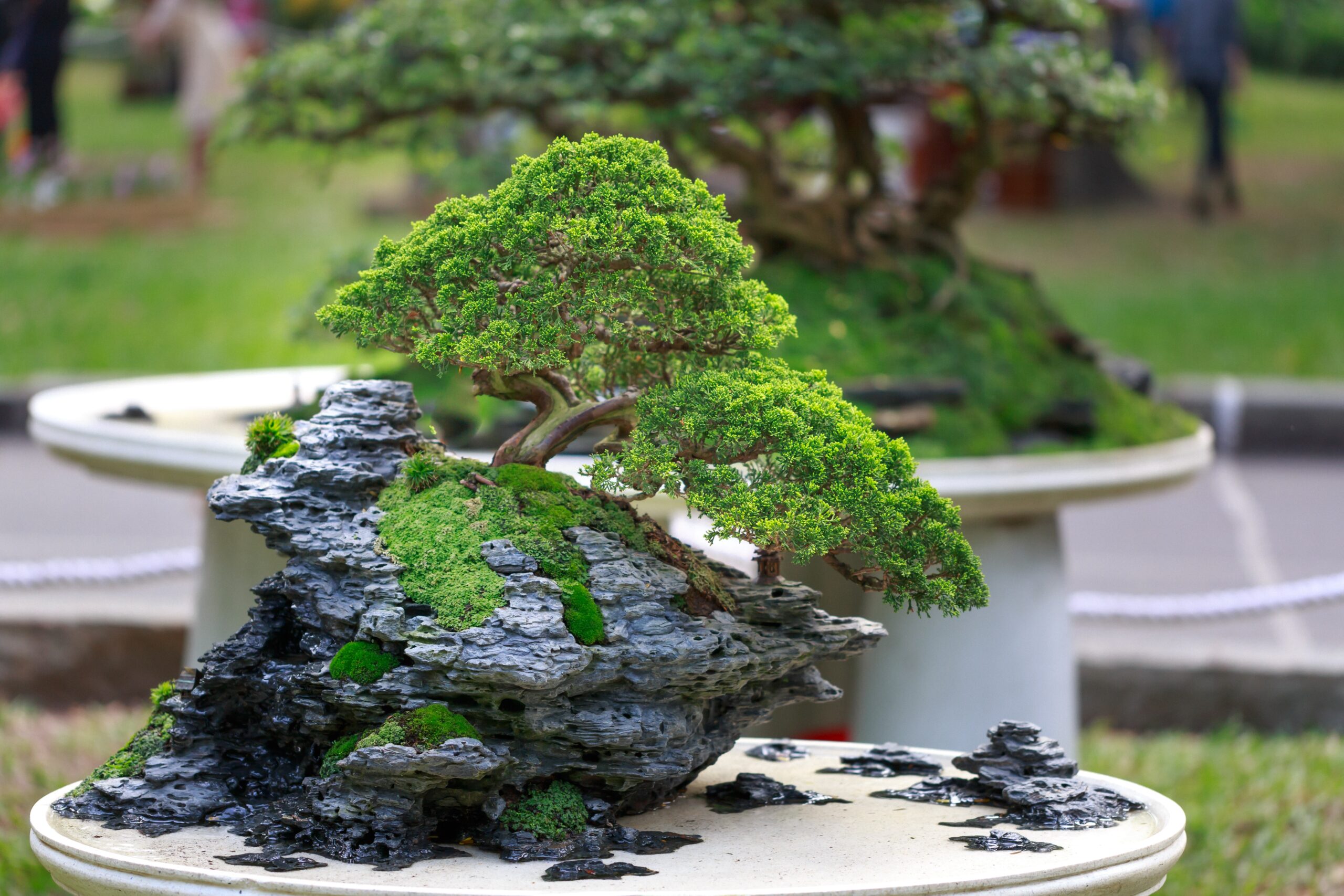 Ethical bonsai article image