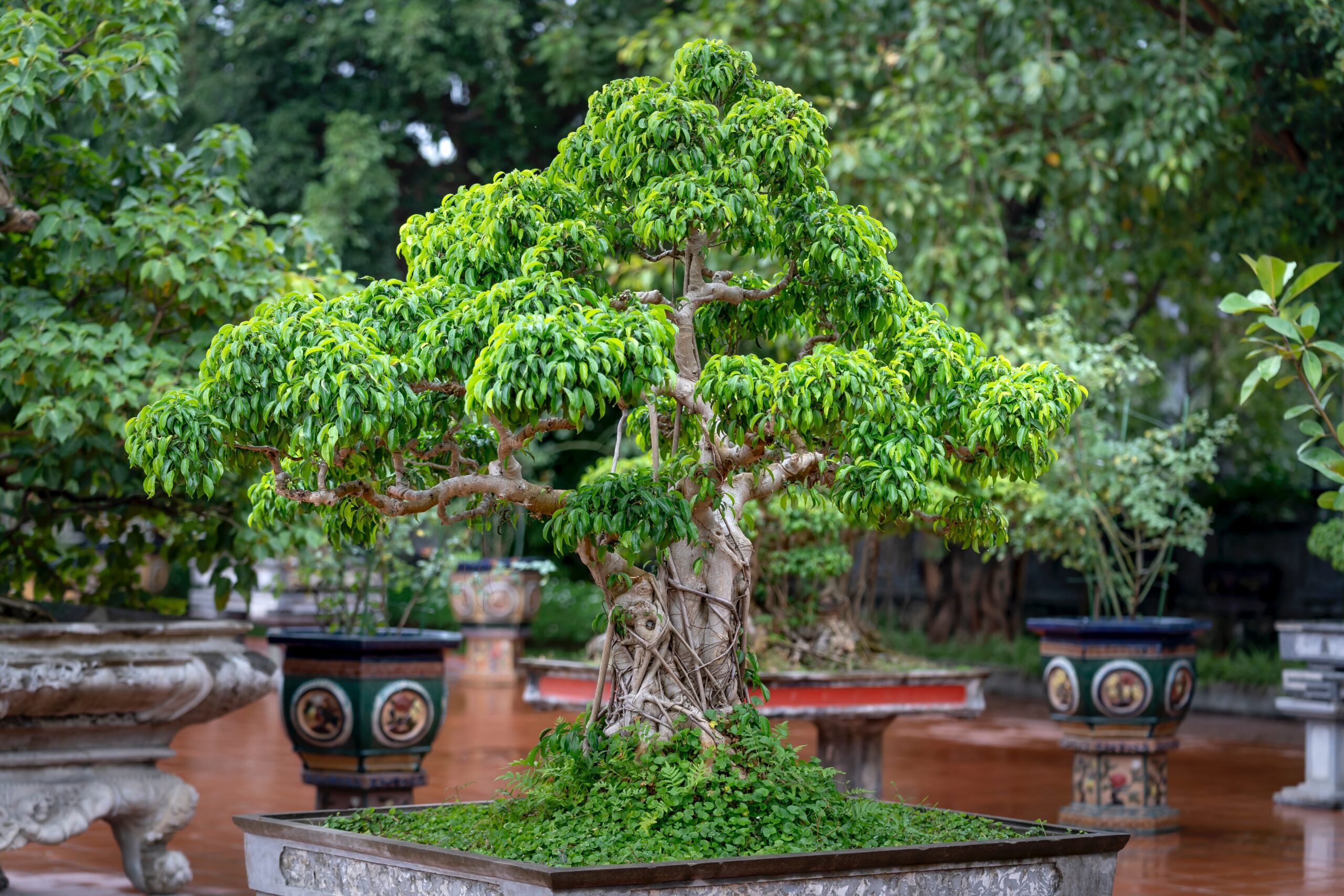 Mature ficus bonsai specimen